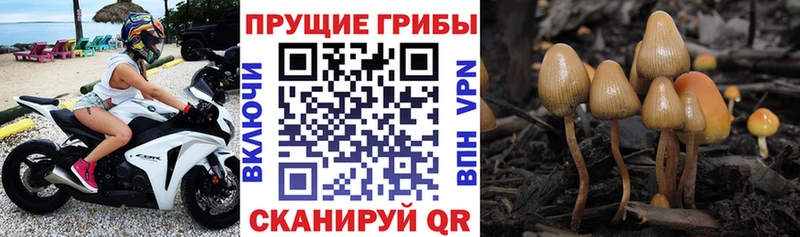 купить закладку  Шлиссельбург  omg ССЫЛКА  Галлюциногенные грибы Cubensis 